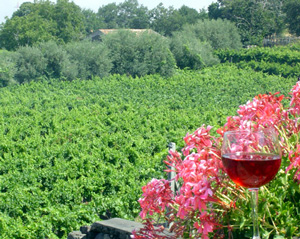 Mt Etna wine day tour
